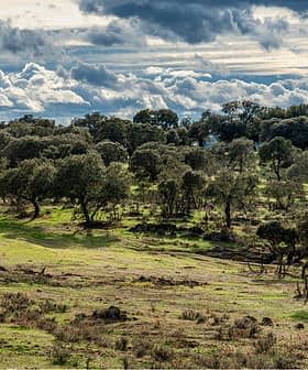 Open landscape featuring scattered trees and a cloudy sky above with varying shades of green grass. - Olive Oil Times