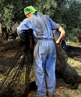 Two workers collecting olives using nets under olive trees during the harvest season. - Olive Oil Times