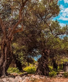 Two olive trees with thick trunks and lush green foliage in a natural setting. - Olive Oil Times