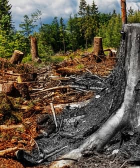 A large tree stump surrounded by cut logs and debris in a deforested area. - Olive Oil Times