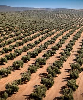 Aerial view of a large olive tree plantation with rows of trees on sandy soil. - Olive Oil Times