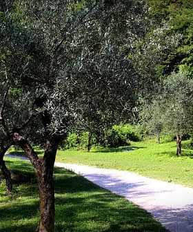 Several olive trees lining a gravel path in a green landscape. - Olive Oil Times