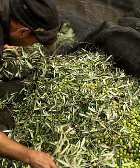 Person sorting through freshly harvested olives and leaves in a collection area. - Olive Oil Times