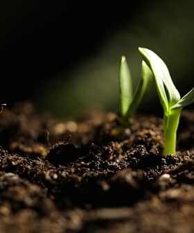 Two small green seedlings emerging from dark, rich soil in a close-up view. - Olive Oil Times