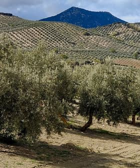 Row of olive trees in a field with rolling hills and a mountain in the background. - Olive Oil Times