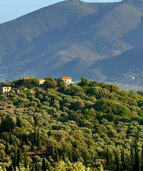Olive trees covering a hillside with a small house and mountains in the background. - Olive Oil Times