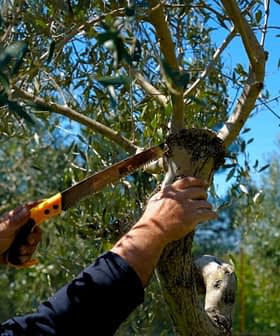 Individual using a hand saw to prune a branch of an olive tree in a garden. - Olive Oil Times