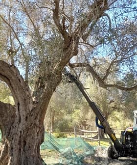 Tractor with an extended arm reaching up to harvest olives from a tree. - Olive Oil Times
