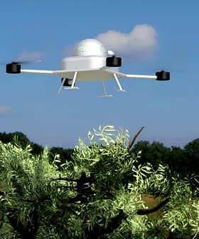 A drone hovering above an olive tree in a grassy field under a clear sky. - Olive Oil Times