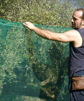 Man adjusting a green net used for collecting olives during the harvest season. - Olive Oil Times