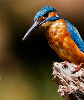 A kingfisher bird with bright blue and orange plumage perched on a wooden branch. - Olive Oil Times