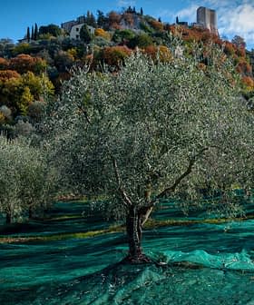 Olive trees with green netting spread across the ground in an olive grove. - Olive Oil Times