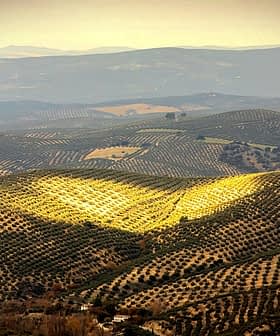 Expansive olive grove landscape with rolling hills and rows of olive trees under soft sunlight. - Olive Oil Times