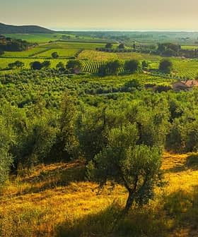 A scenic view of an olive grove and vineyard landscape under a clear sky during sunset. - Olive Oil Times