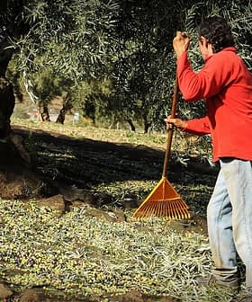 A man in a red shirt raking olives from the ground in an olive grove. - Olive Oil Times