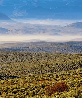 Expansive view of olive groves with rolling hills and distant mountains under a clear sky. - Olive Oil Times