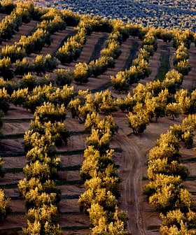 Aerial view of olive trees arranged in rows on a hillside with golden foliage. - Olive Oil Times