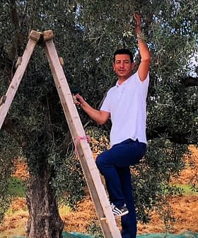 Man standing on a wooden ladder reaching for olives on an olive tree. - Olive Oil Times