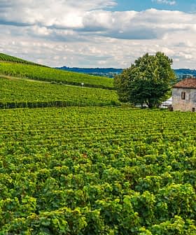 Vast vineyard fields with green grapevines and a stone house in the background under a cloudy sky. - Olive Oil Times