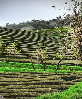 Terraced tea plantation fields with green bushes and bare trees in the foreground. - Olive Oil Times