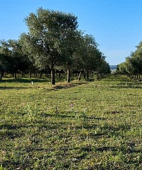 Rows of olive trees in a green field under a clear blue sky. - Olive Oil Times