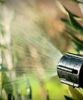 Close-up of a black garden sprayer nozzle spraying water on green leaves. - Olive Oil Times