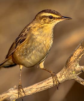 A small bird standing on a branch with a blurred background. - Olive Oil Times