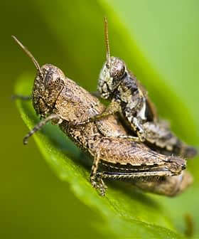 Two grasshoppers perched on a green leaf, showcasing their natural coloration and details. - Olive Oil Times