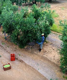 Individual harvesting olives from trees in an olive grove with crates on the ground. - Olive Oil Times
