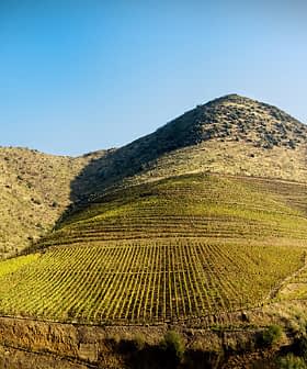 Vineyard landscape featuring terraced hills with rows of grapevines under a clear blue sky. - Olive Oil Times