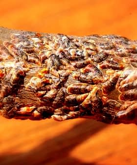 A close-up view of numerous insects clustered on a tree branch, showing their detailed textures. - Olive Oil Times
