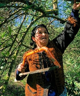 Woman using a saw to prune olive trees in an orchard. - Olive Oil Times