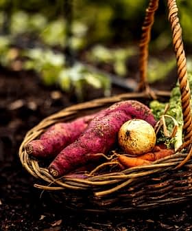 A woven basket containing sweet potatoes, carrots, and a yellow onion among leafy greens. - Olive Oil Times