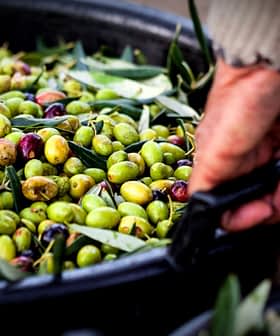 A hand holding a black basket filled with various green and black olives and olive leaves. - Olive Oil Times
