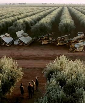 Multiple olive harvesting machines lined up in an olive grove with trees in rows. - Olive Oil Times