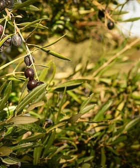 Close-up of an olive tree branch featuring ripe black olives among green leaves. - Olive Oil Times