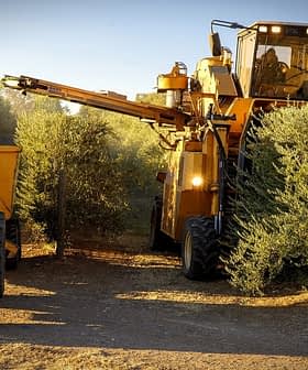 A yellow olive harvesting machine and a blue tractor in an olive grove during harvest season. - Olive Oil Times