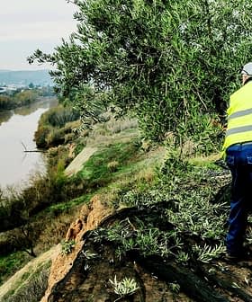 Individual wearing a yellow safety vest pruning an olive tree on a hillside overlooking a river. - Olive Oil Times