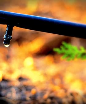Close-up of a drip irrigation tube with a single water droplet forming at the end. - Olive Oil Times