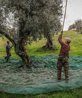 Workers harvesting olives from trees using long poles and nets on the ground. - Olive Oil Times