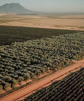 Aerial image showing an olive grove with rows of trees and a mountain in the background. - Olive Oil Times