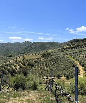 Expansive olive grove with rows of olive trees on rolling hills under a clear blue sky. - Olive Oil Times