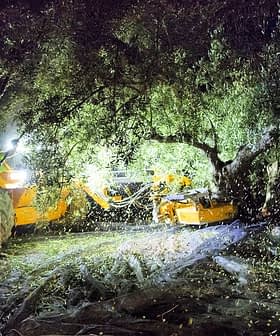 Workers using machinery to harvest olives from a tree during nighttime with bright lights illuminating the area. - Olive Oil Times