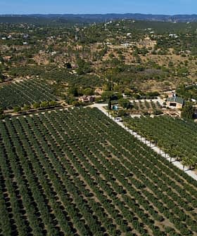 Aerial view of a large olive grove with neatly arranged trees in rows. - Olive Oil Times