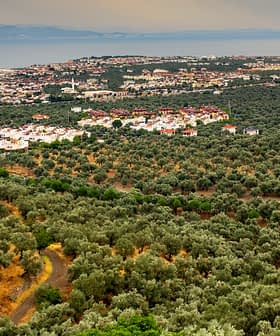 Aerial view of an olive grove with a coastal town in the background and hills in the distance. - Olive Oil Times