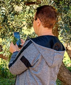 Individual photographing an olive tree with a smartphone in a natural setting. - Olive Oil Times
