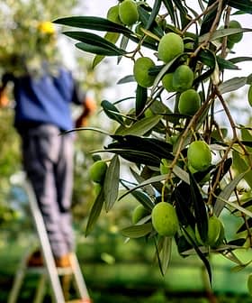 Green olives hanging from an olive tree with a worker harvesting in the background. - Olive Oil Times