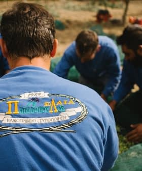Group of men in blue sweaters working together to harvest olives in an outdoor setting. - Olive Oil Times