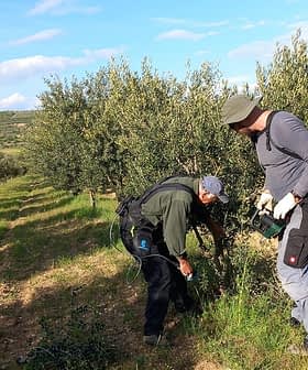 Two individuals harvesting olives from trees in an orchard during daylight. - Olive Oil Times