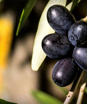 A cluster of black olives hanging on a branch with green leaves in the background. - Olive Oil Times